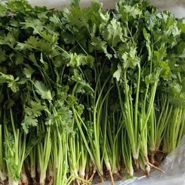 唐山二茬香菜