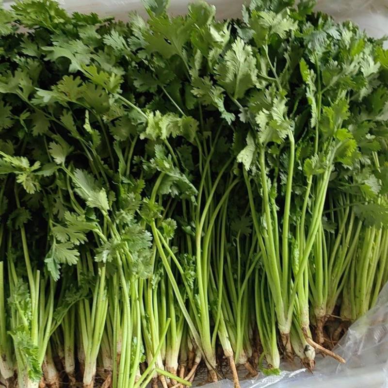 唐山二茬香菜