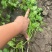 唐山二茬香菜