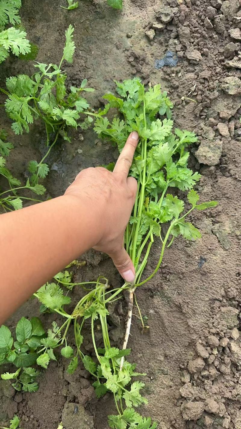 唐山二茬香菜
