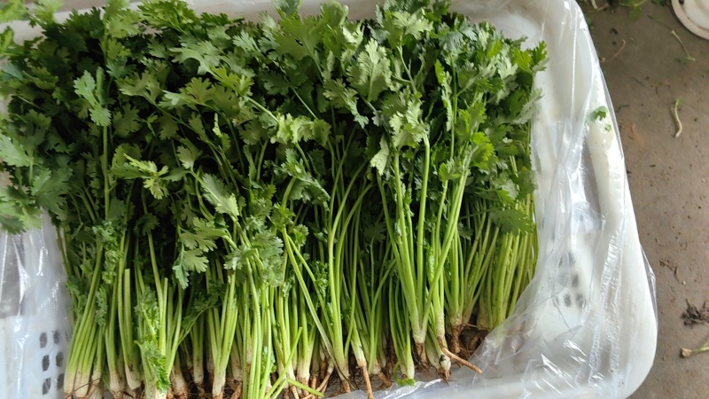 唐山二茬香菜