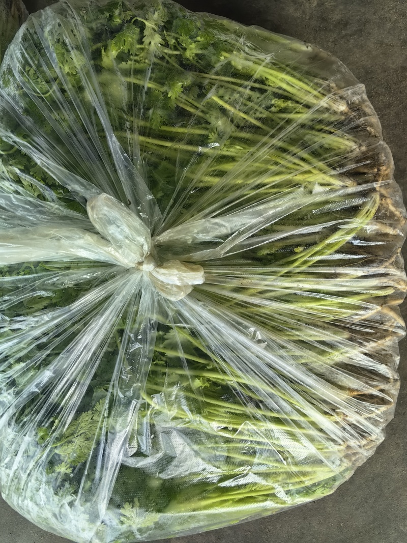 唐山二茬香菜