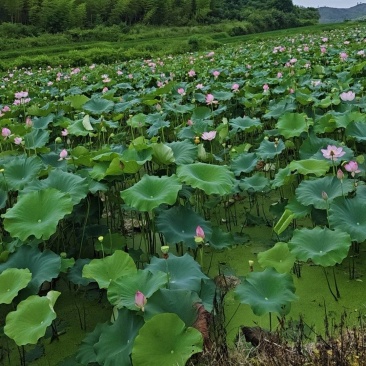 草莲，广昌白莲。