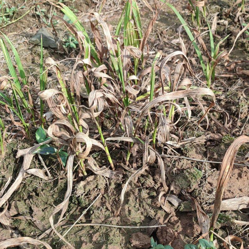 4年苗4-8厘米这批货只块茎苗有1000颗