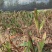 4年苗4-8厘米这批货只块茎苗有1000颗