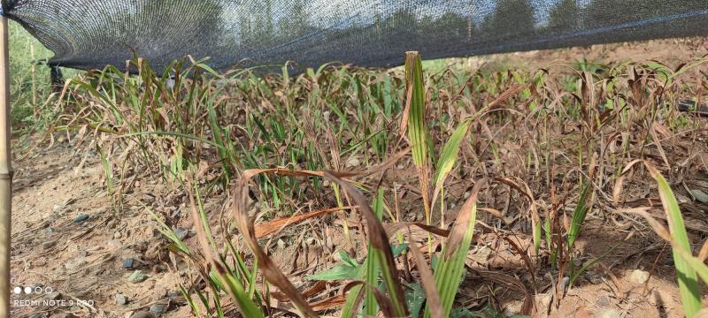4年苗4-8厘米这批货只块茎苗有1000颗