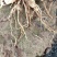 4年苗4-8厘米这批货只块茎苗有1000颗
