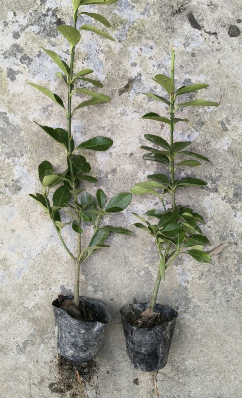 精品大叶黄杨毛球杯苗，基地常年批发，量大从优，各种规格