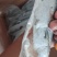 破腹鲅鱼