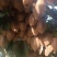 湘西米良1号