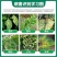 山东东泰20%吗胍乙酸铜可湿性粉剂老牌子农用正品番茄黄瓜