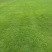 自有百亩绿化草皮种植基地，台湾草，马尼拉草卷上市