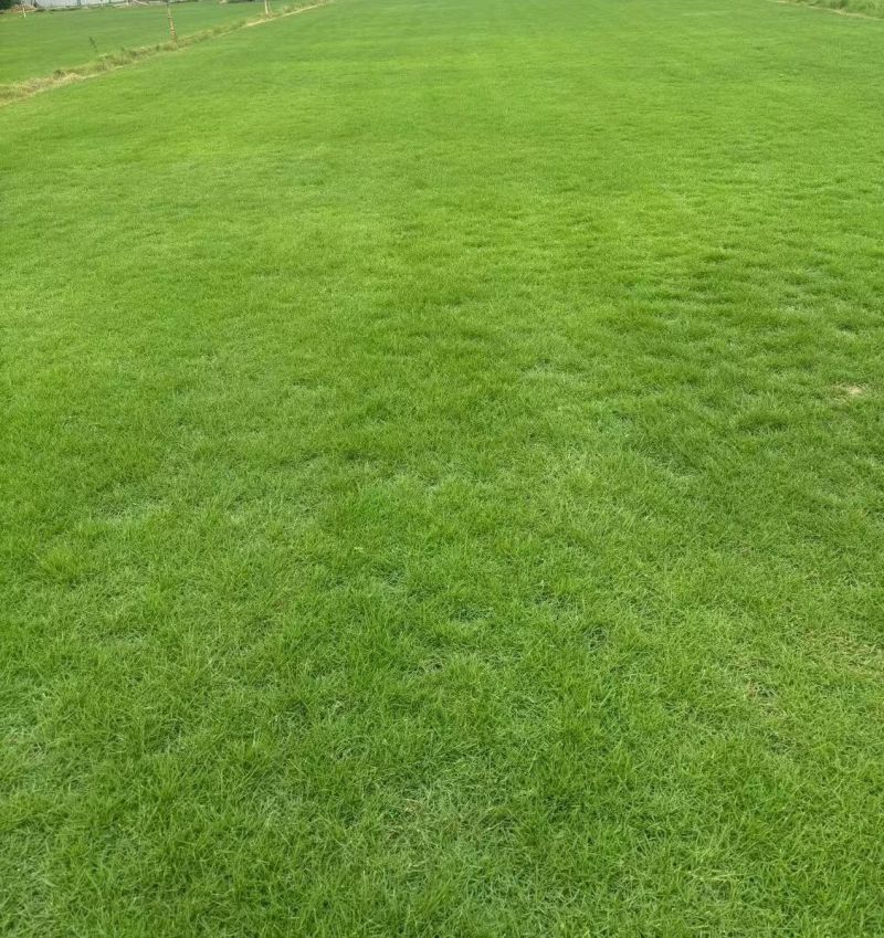 自有百亩绿化草皮种植基地，台湾草，马尼拉草卷上市