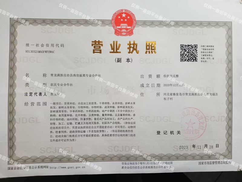 2025年河北省青龙县板栗现货，产地直发，量大优惠。
