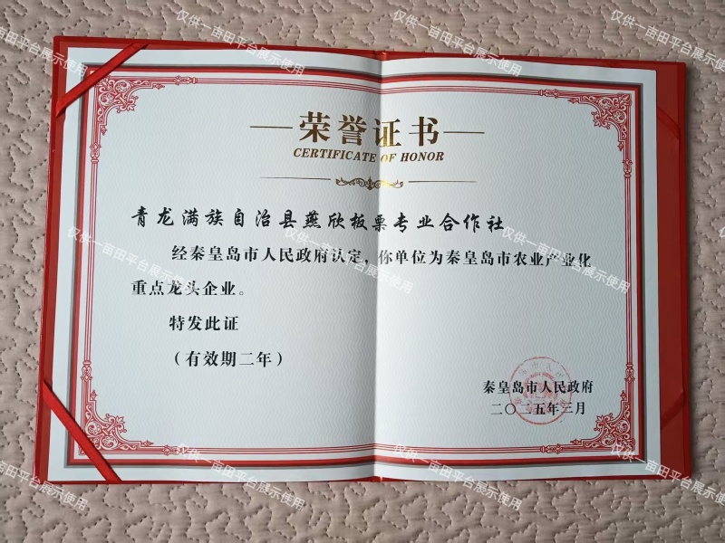 2025年河北省青龙县板栗现货，产地直发，量大优惠。