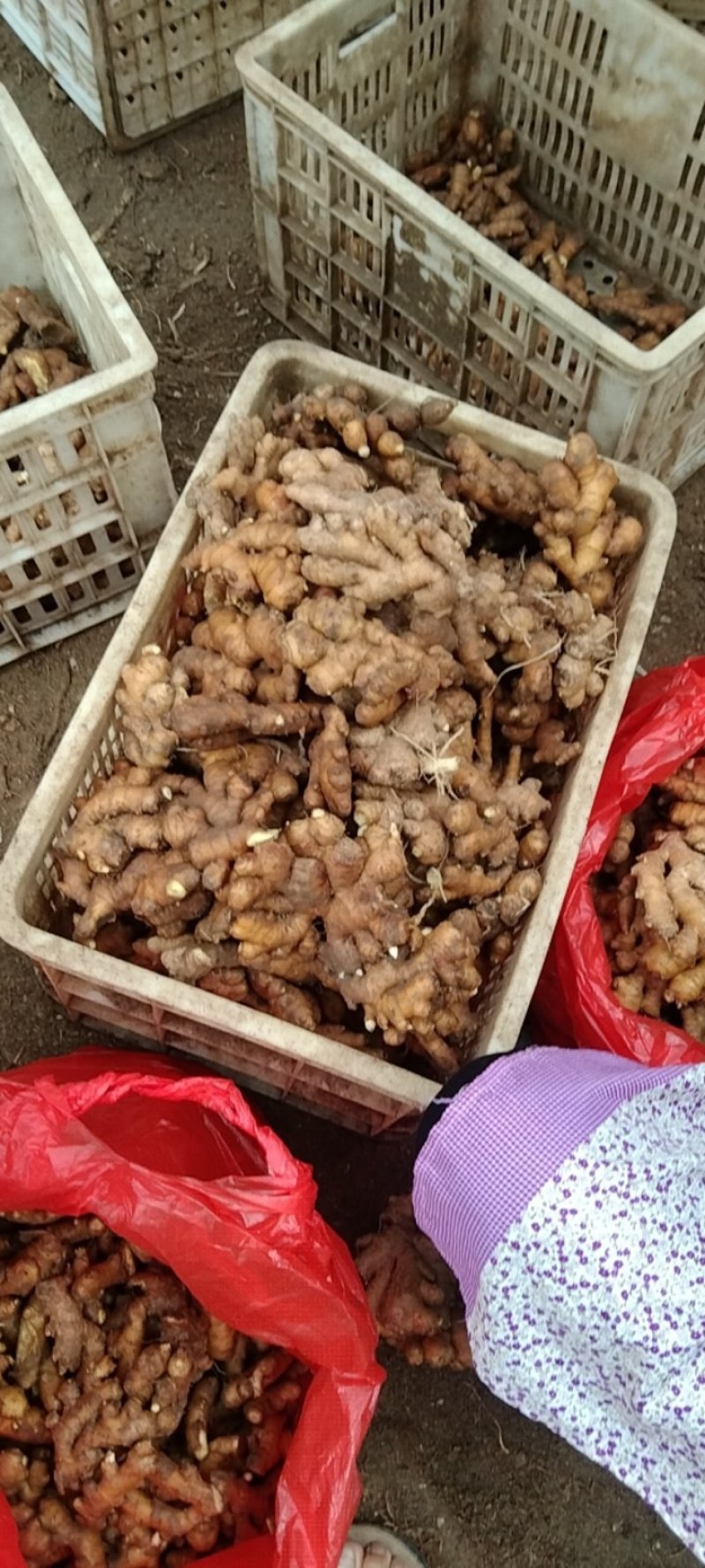 小黄姜