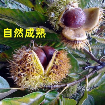 山东板栗支持代发炒板栗长期供货