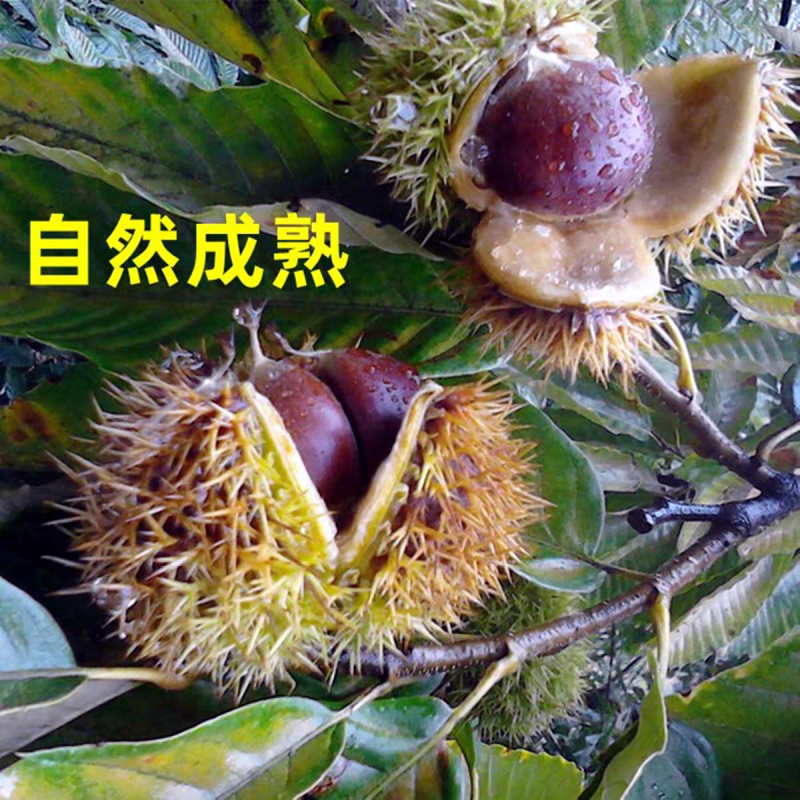 山东板栗支持代发炒板栗长期供货