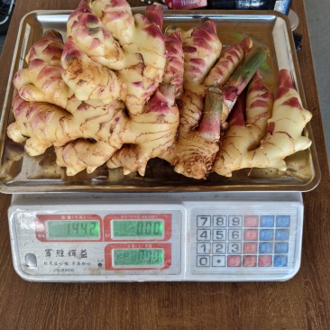 建水中黄姜