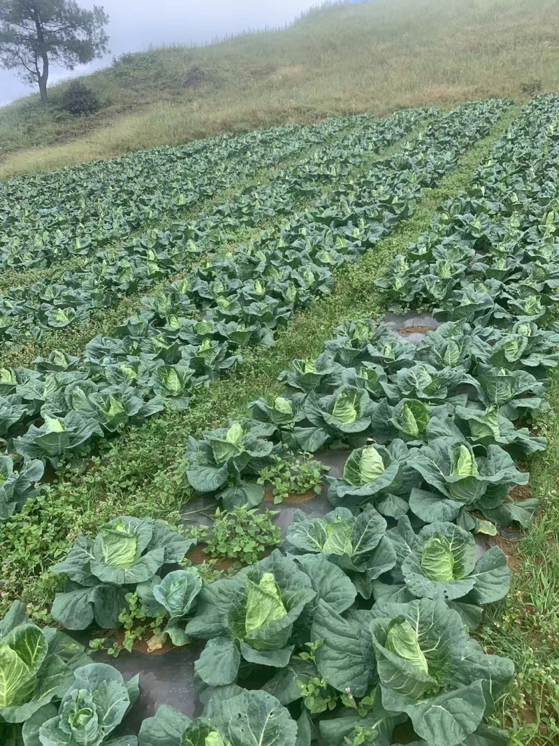 牛心甘蓝（高山牛心白基地一手）
