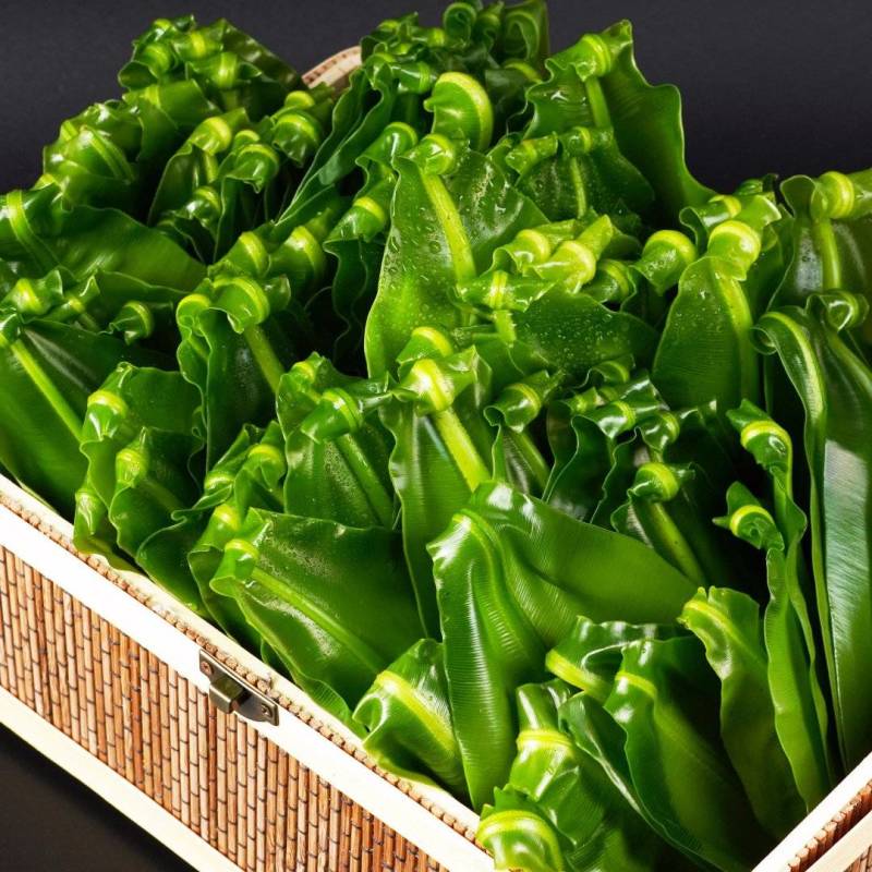 广东山苏菜大量上市/精品山苏菜产地发货欢迎电话选购