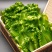 广东山苏菜大量上市/精品山苏菜产地发货欢迎电话选购