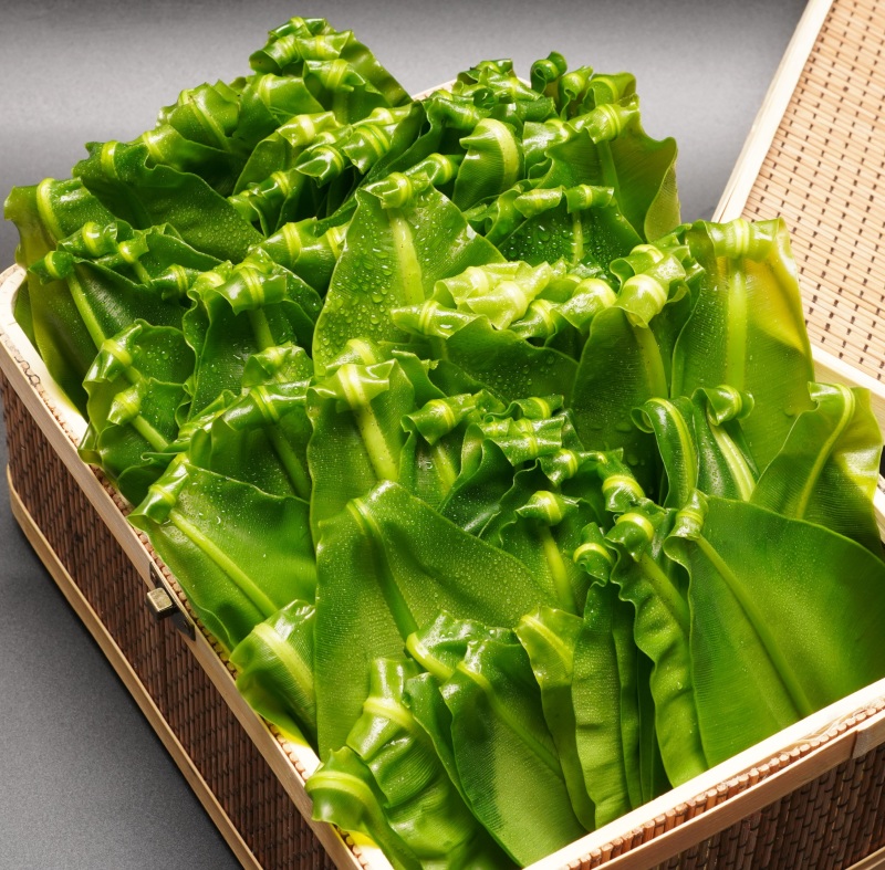 广东山苏菜大量上市/精品山苏菜产地发货欢迎电话选购