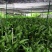 广东山苏菜大量上市/精品山苏菜产地发货欢迎电话选购