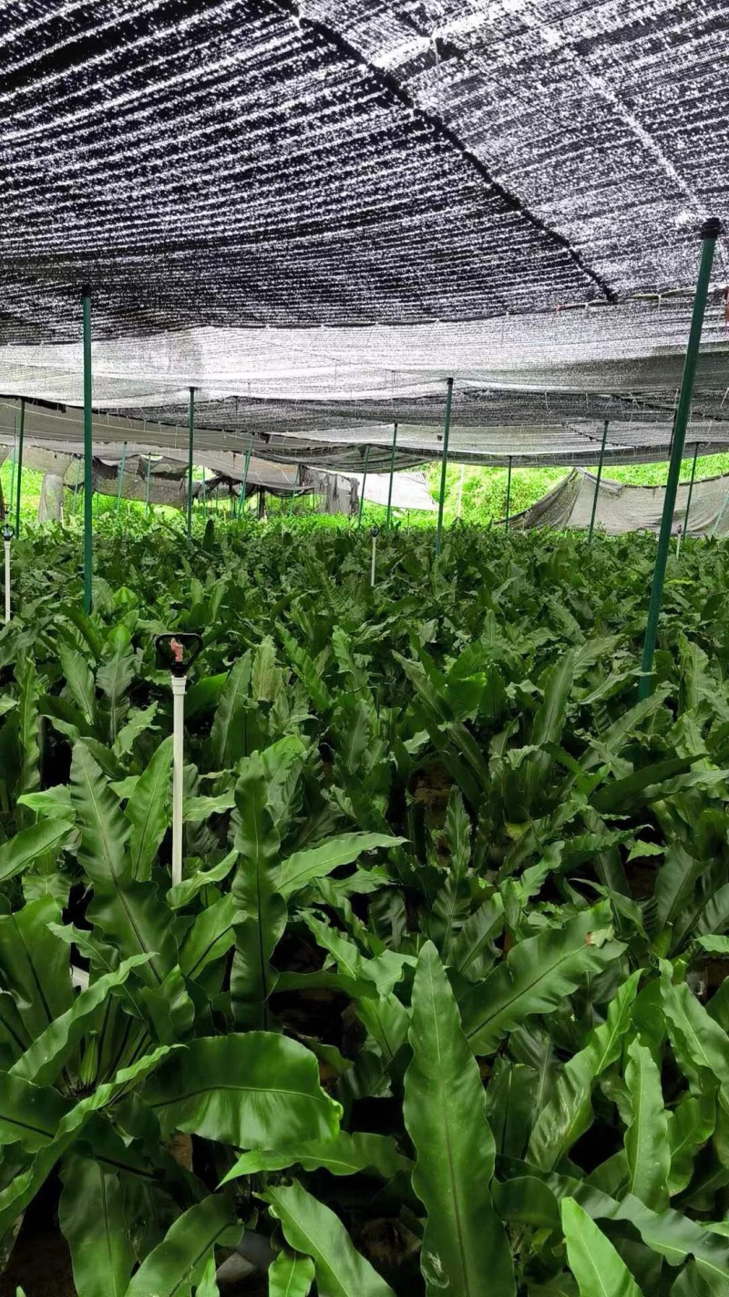 广东山苏菜大量上市/精品山苏菜产地发货欢迎电话选购