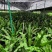 广东山苏菜大量上市/精品山苏菜产地发货欢迎电话选购