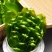 广东山苏菜大量上市/精品山苏菜产地发货欢迎电话选购