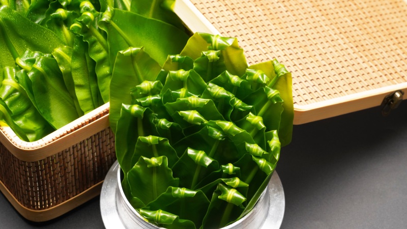 广东山苏菜大量上市/精品山苏菜产地发货欢迎电话选购