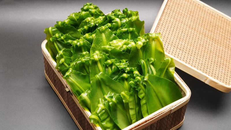 广东山苏菜大量上市/精品山苏菜产地发货欢迎电话选购