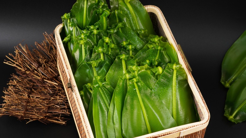 广东山苏菜大量上市/精品山苏菜产地发货欢迎电话选购