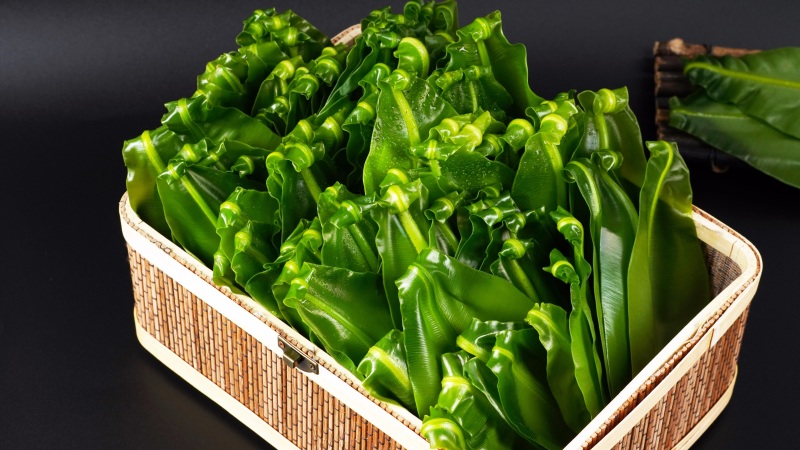 广东山苏菜大量上市/精品山苏菜产地发货欢迎电话选购