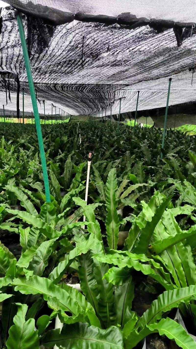 广东山苏菜大量上市/精品山苏菜产地发货欢迎电话选购