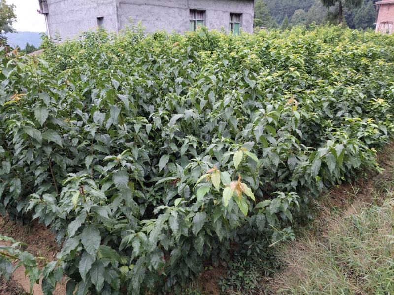 樱桃苗