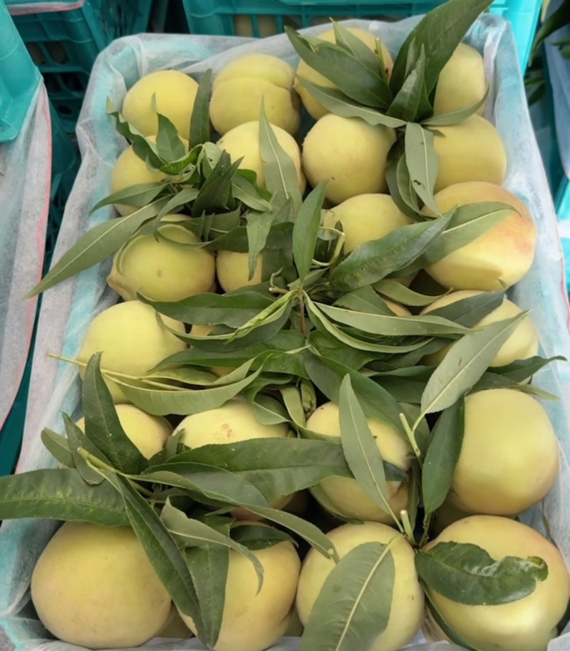脆甜桃子13-15个糖度