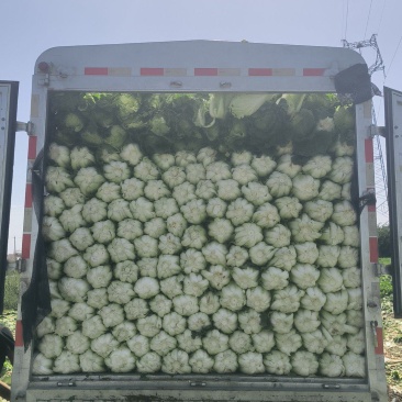 银川黄心白菜大量货源