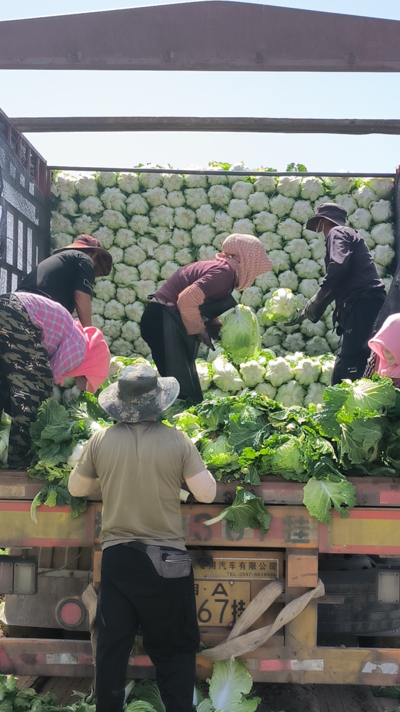 银川黄心白菜大量货源