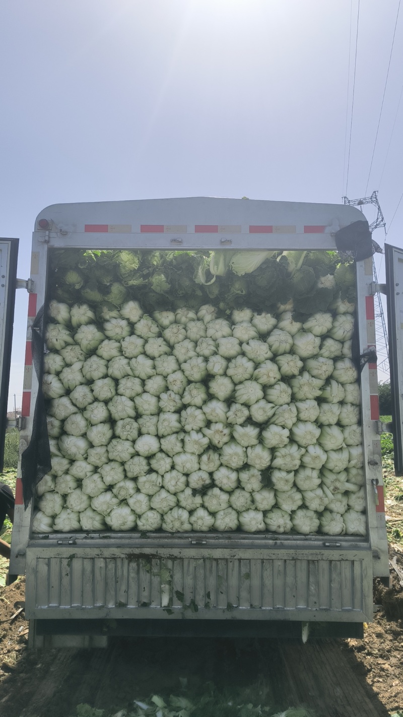 银川黄心白菜大量货源