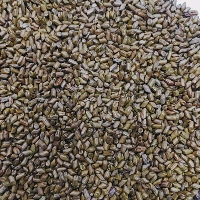 决明子（样品链接）拍下后请联系客服说明需求