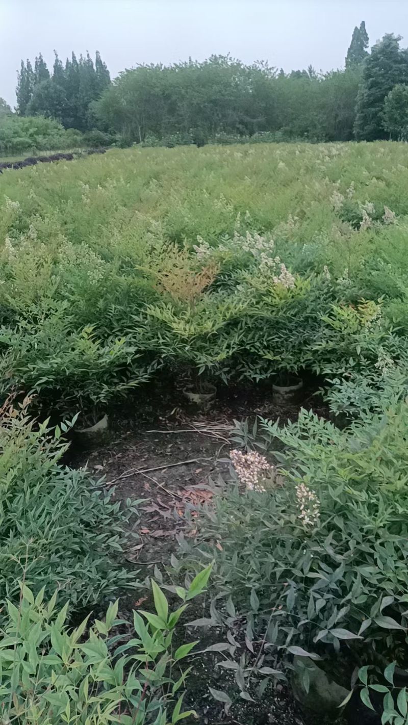 南天竹袋苗丛生容器苗，高度1米以上各种规，基地常年直销。