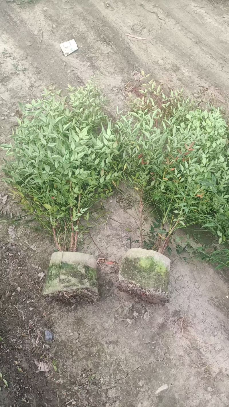 南天竹袋苗丛生容器苗，高度1米以上各种规，基地常年直销。