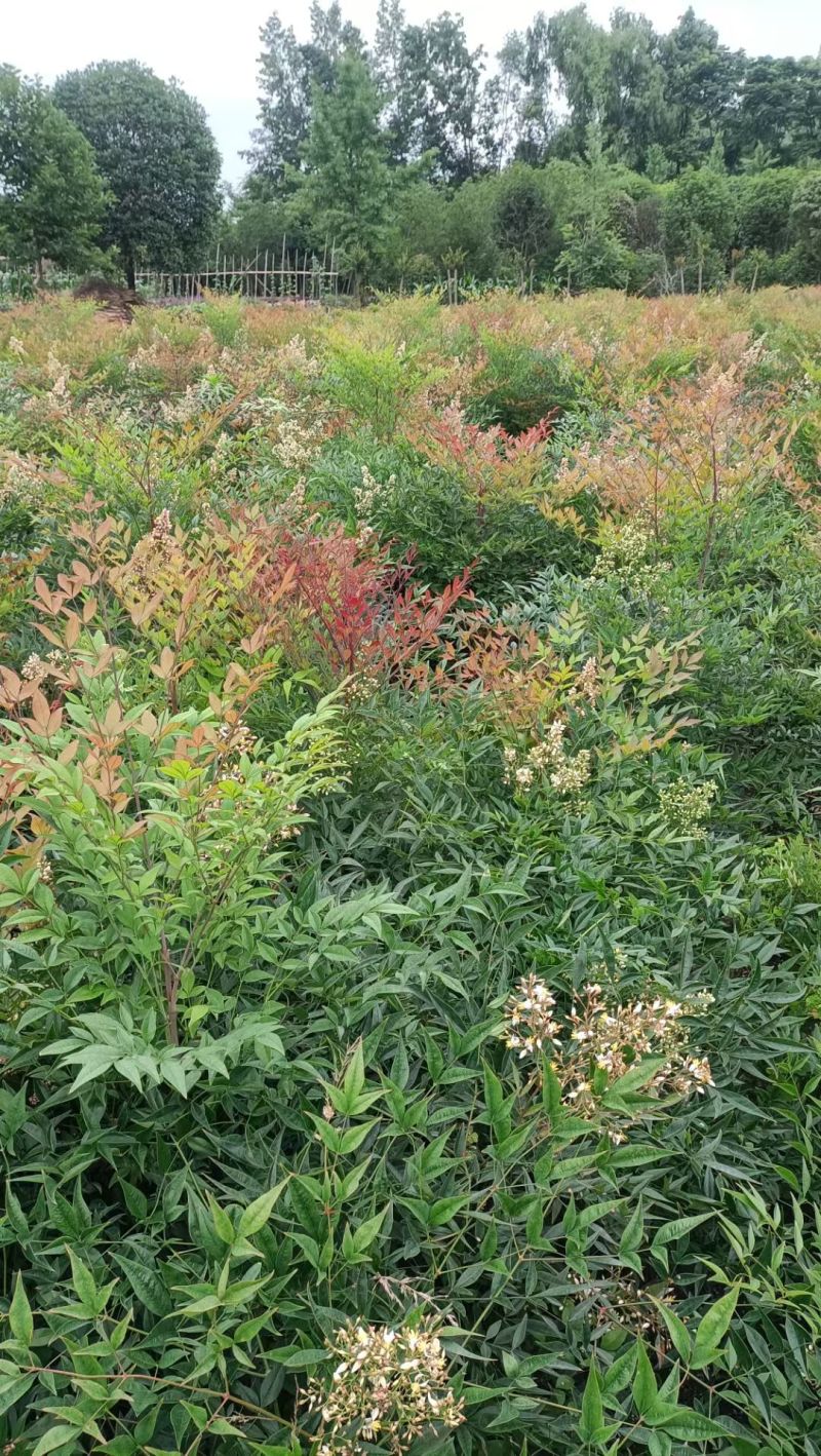 南天竹袋苗丛生容器苗，高度1米以上各种规，基地常年直销。