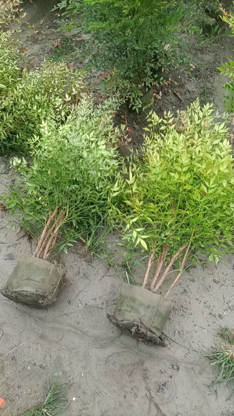 南天竹袋苗丛生容器苗，高度1米以上各种规，基地常年直销。