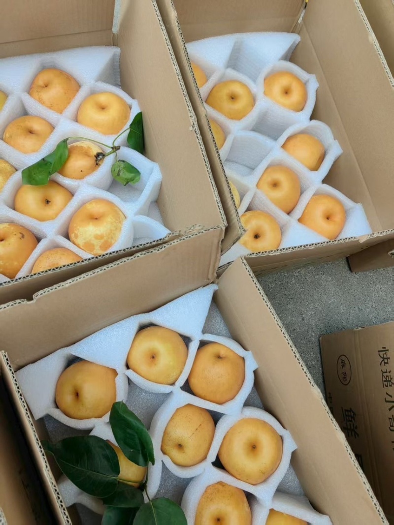【黄金蜜梨】湖南怀化正宗黄金蜜梨精品梨产地直销可对接全国