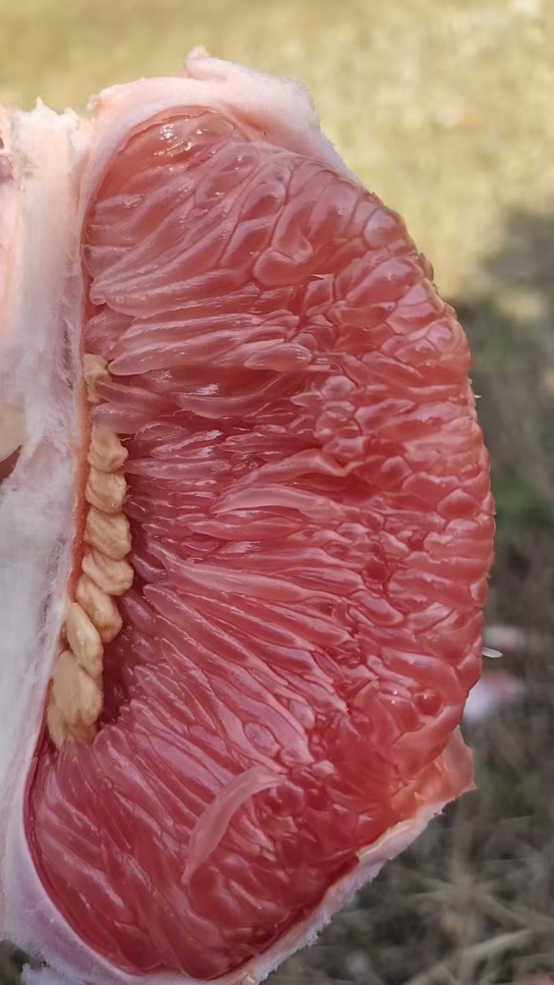 三红蜜柚