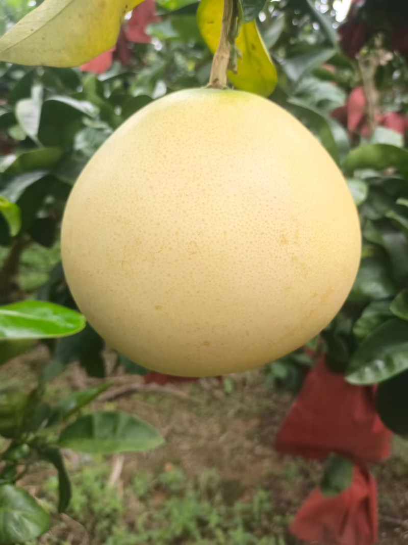 三红蜜柚