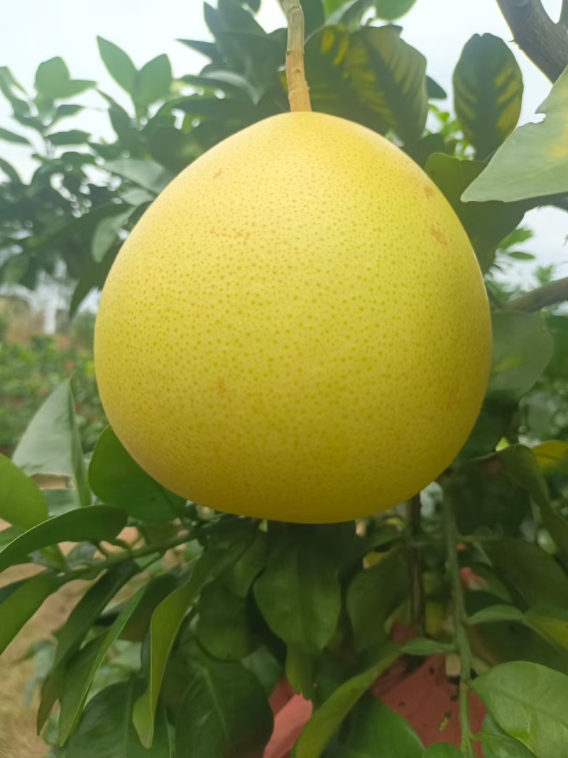 三红蜜柚